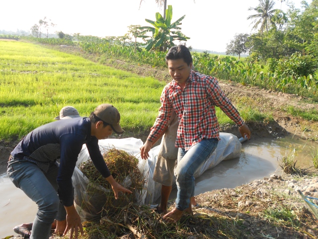 AYIP youth worked on field to collect agriculture wastes and to instruct farmers with technical requirements of underground composting models